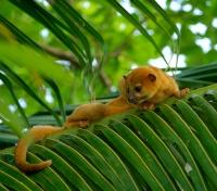 Lamanai Animals